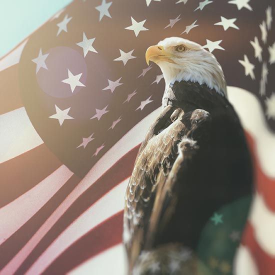 Bald eagle